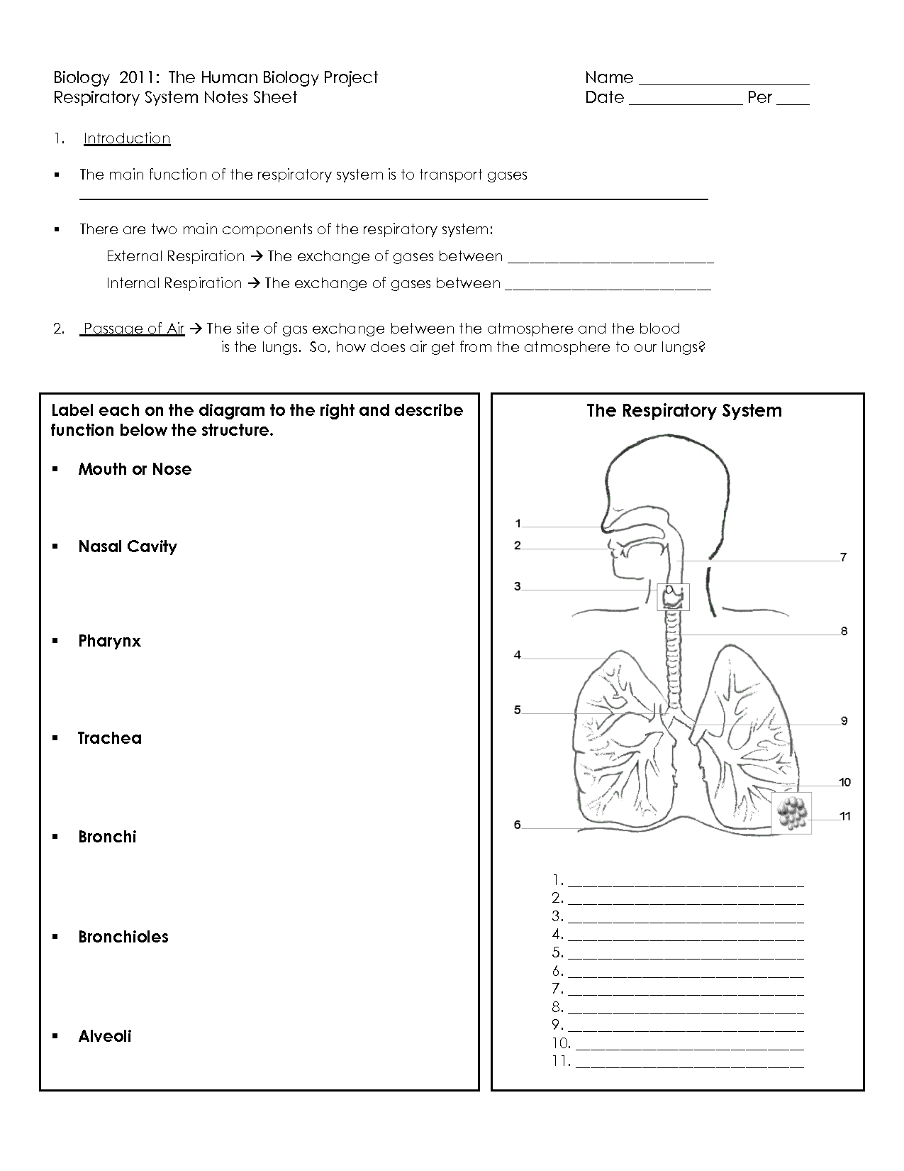 printable respiratory system worksheet pdf
