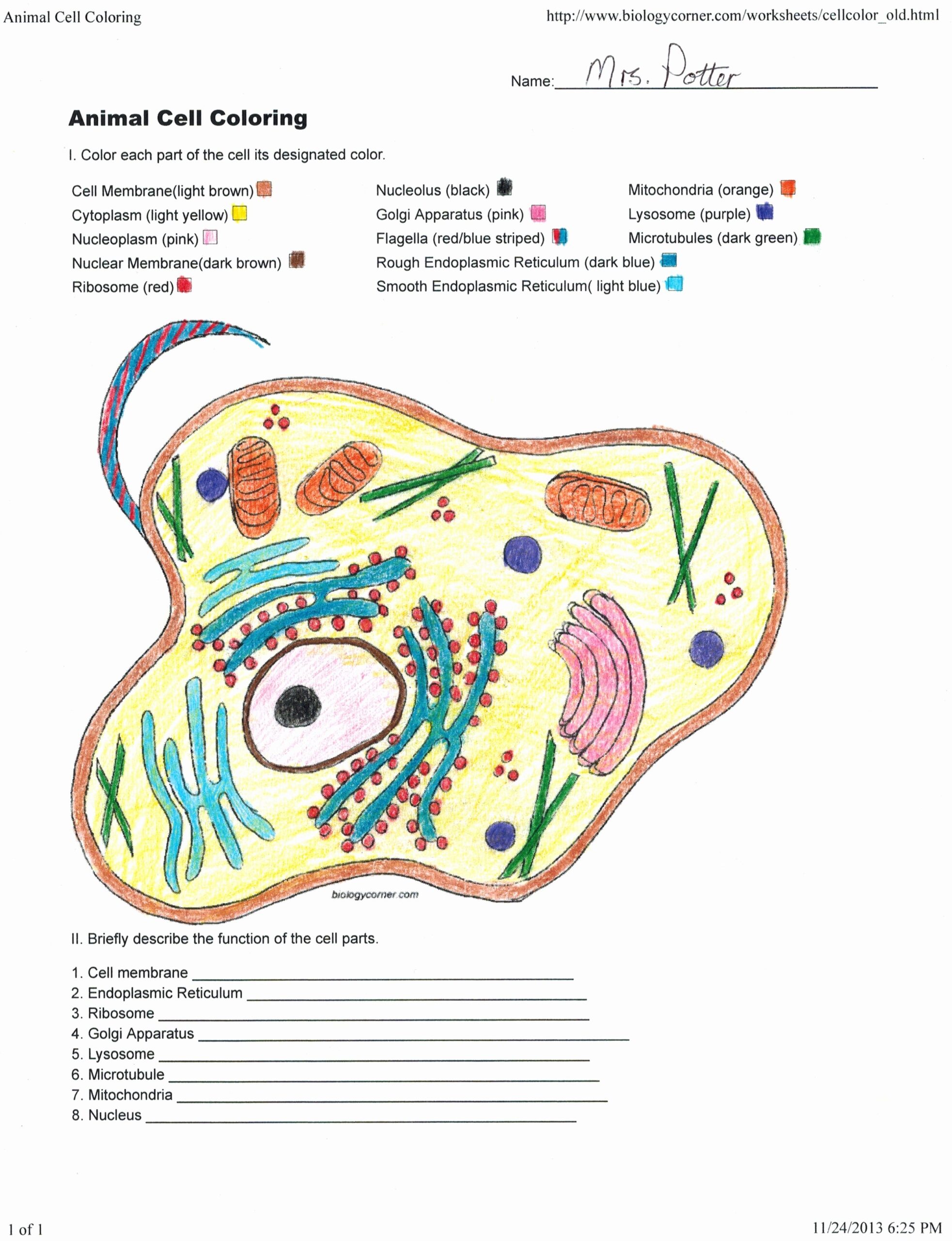 animal cell worksheet