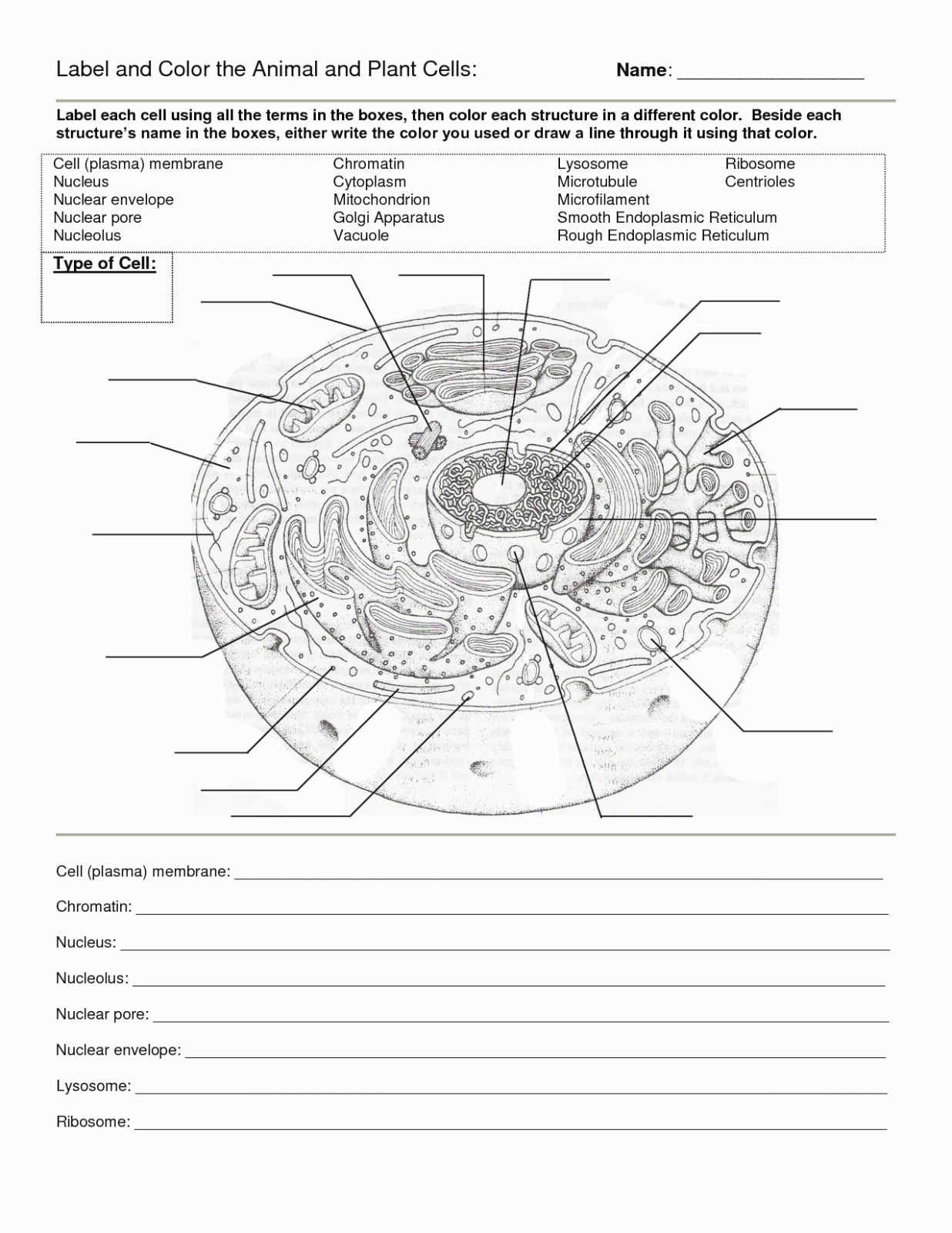 50 Animal Cell Worksheet Answers Chessmuseum Template Library