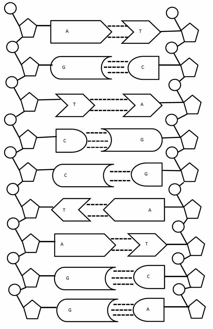 dna the double helix worksheet
