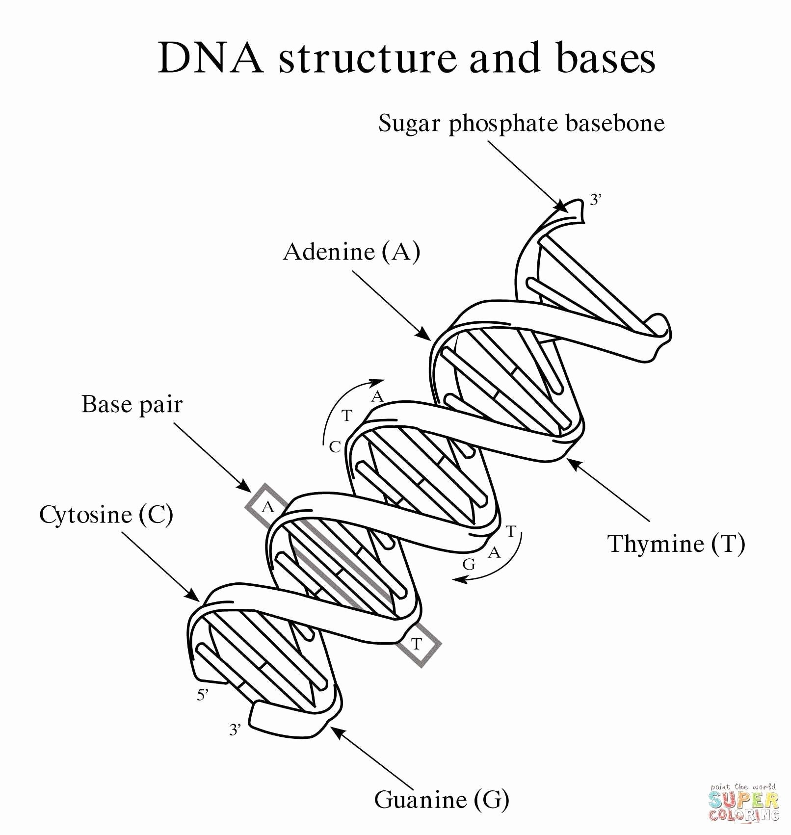 50 Dna The Double Helix Worksheet Chessmuseum Template Library
