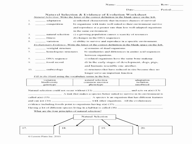 evidence for evolution worksheet answers