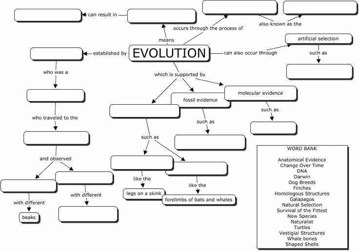 50 Evidence Of Evolution Worksheet Answers
