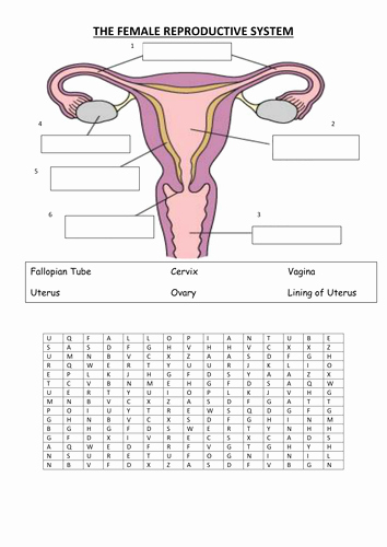 50 The Female Reproductive System Worksheet Chessmuseum Template Library