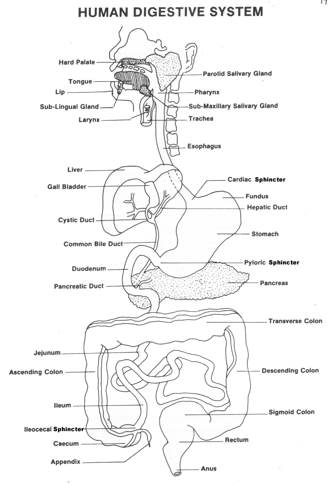 Anatomy And Physiology Labeling Worksheets Anatomy Worksheets
