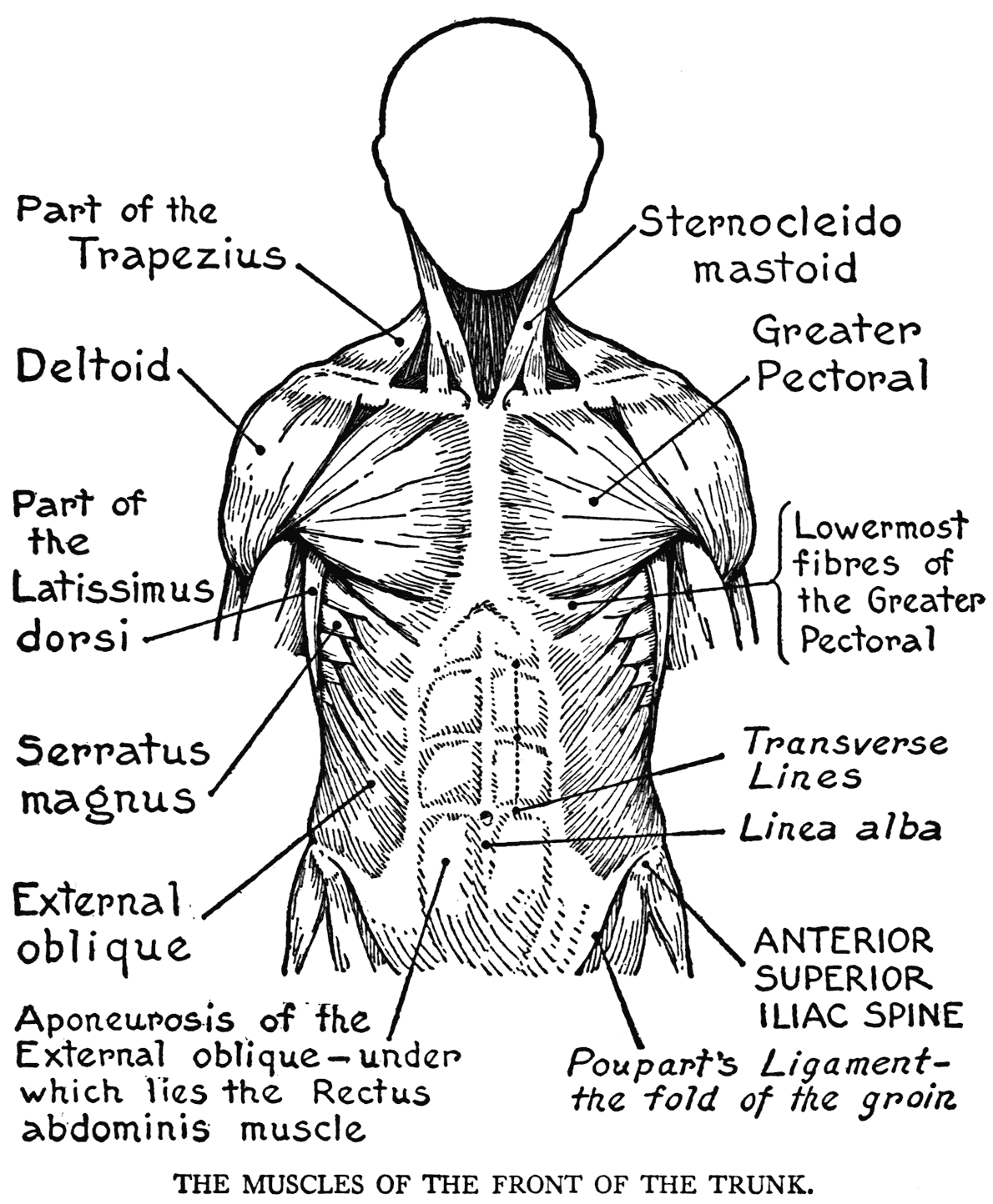 Anatomy Coloring Pages
