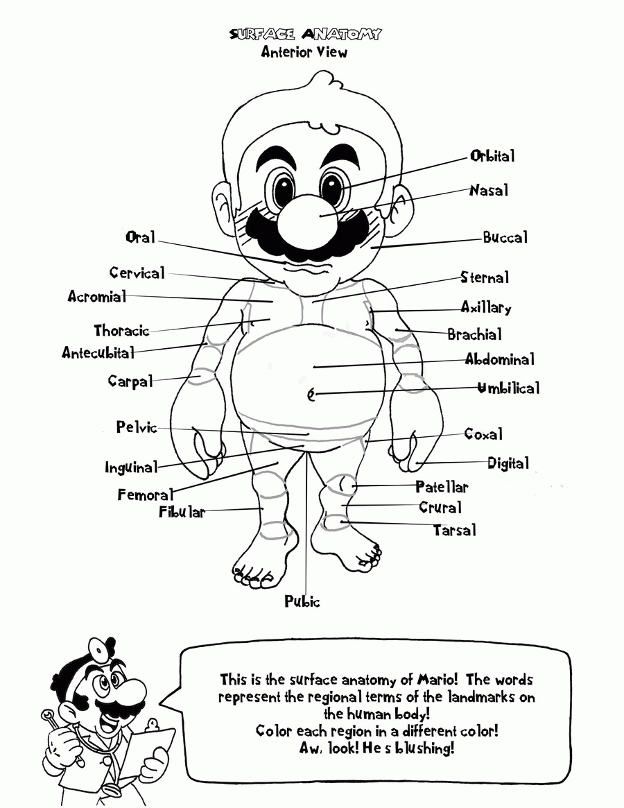 Anatomy Coloring Pages Heart Coloring Home