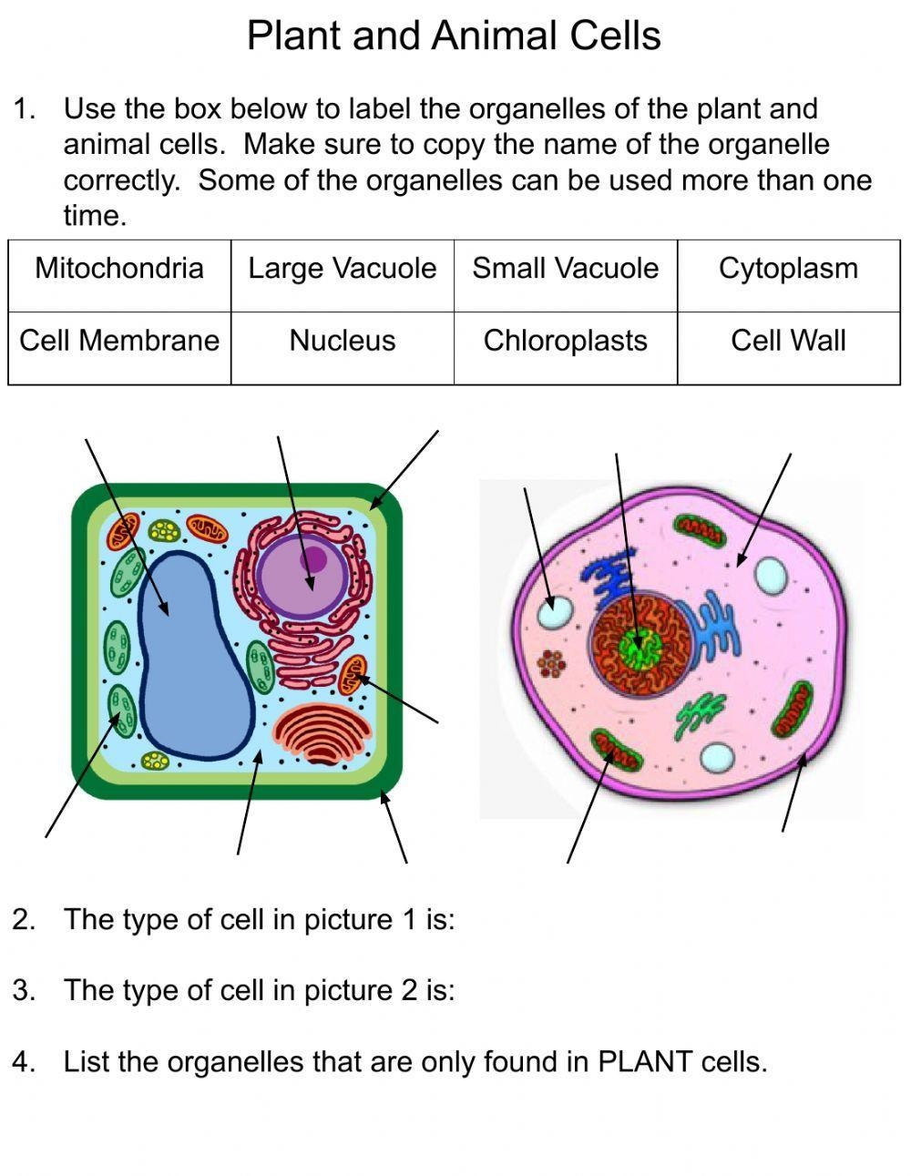 Animal And Plant Cell Live Worksheets Worksheets Library