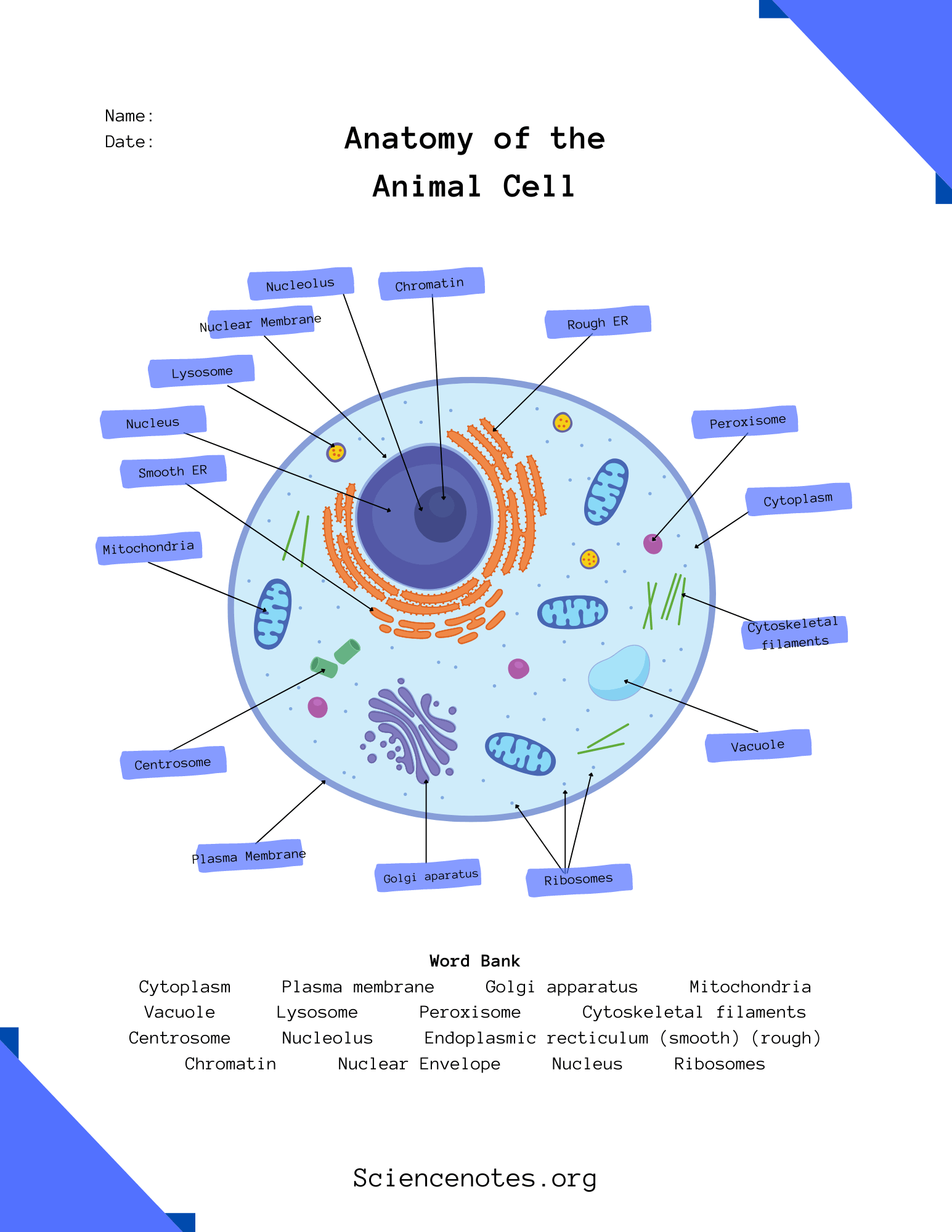 Animal Cell Diagram Organelles And Characteristics Worksheets Library