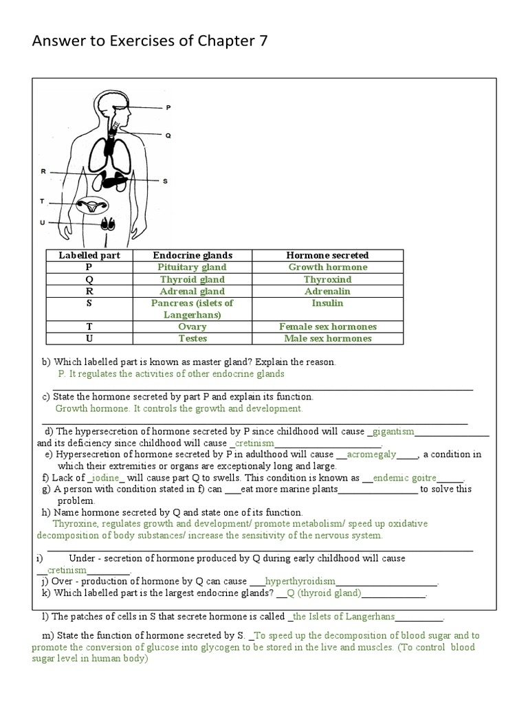 Answers To Chapter 7 Exercises PDF Hormone Endocrine System