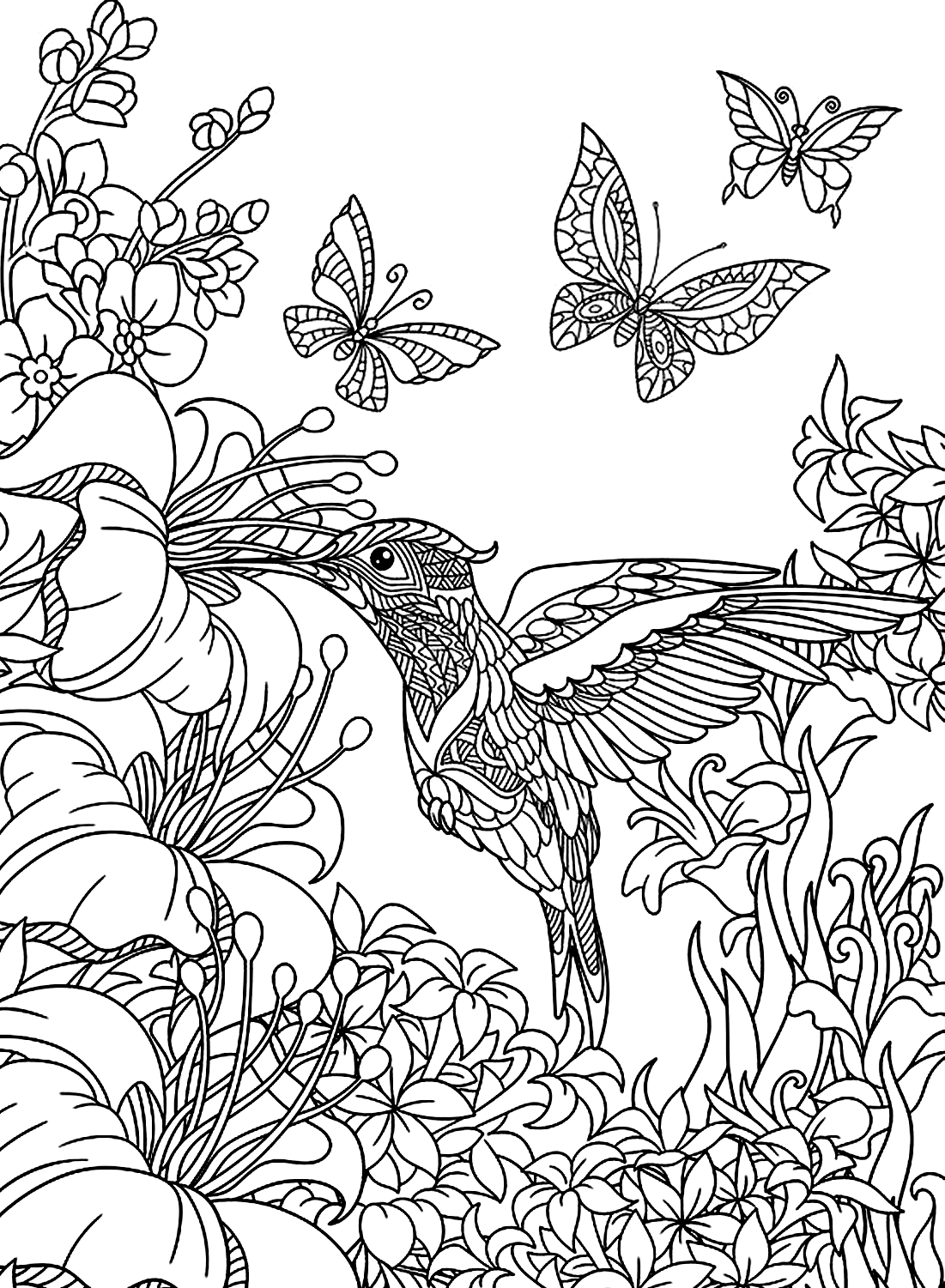 Art Hummingbird Color Picture Free Printable Coloring Pages