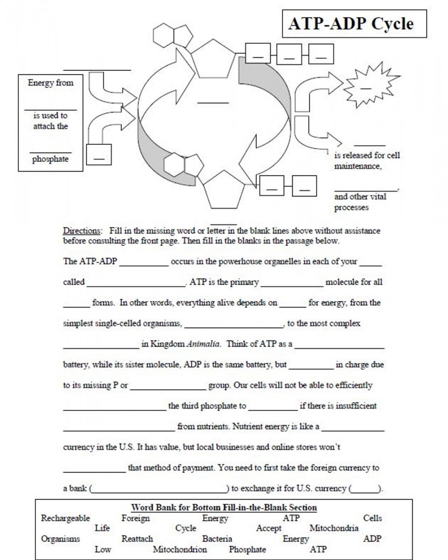 Atp Adp Cycle Worksheet Printable PDF Template