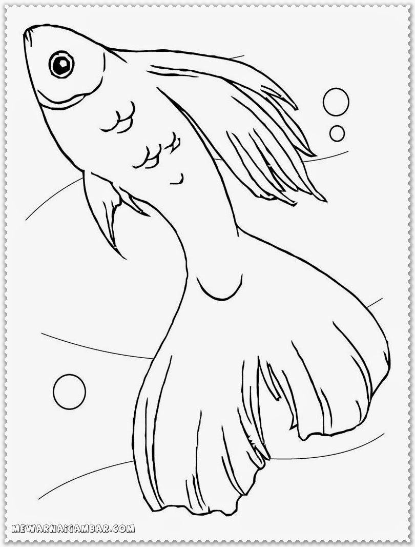 Betta Fish Coloring Pages Free Printable Kids Coloring Pages
