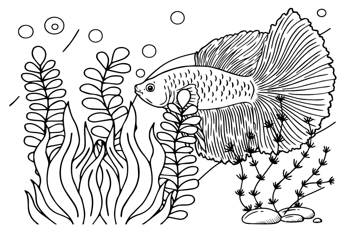 Betta Fish Coloring Pages Printable Coloring Pages
