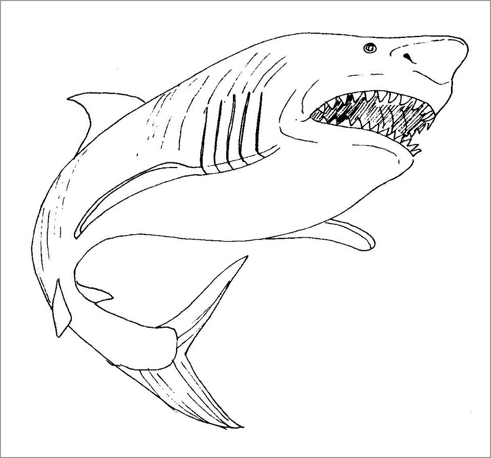 Bull Shark Coloring Page For Kids ColoringBay