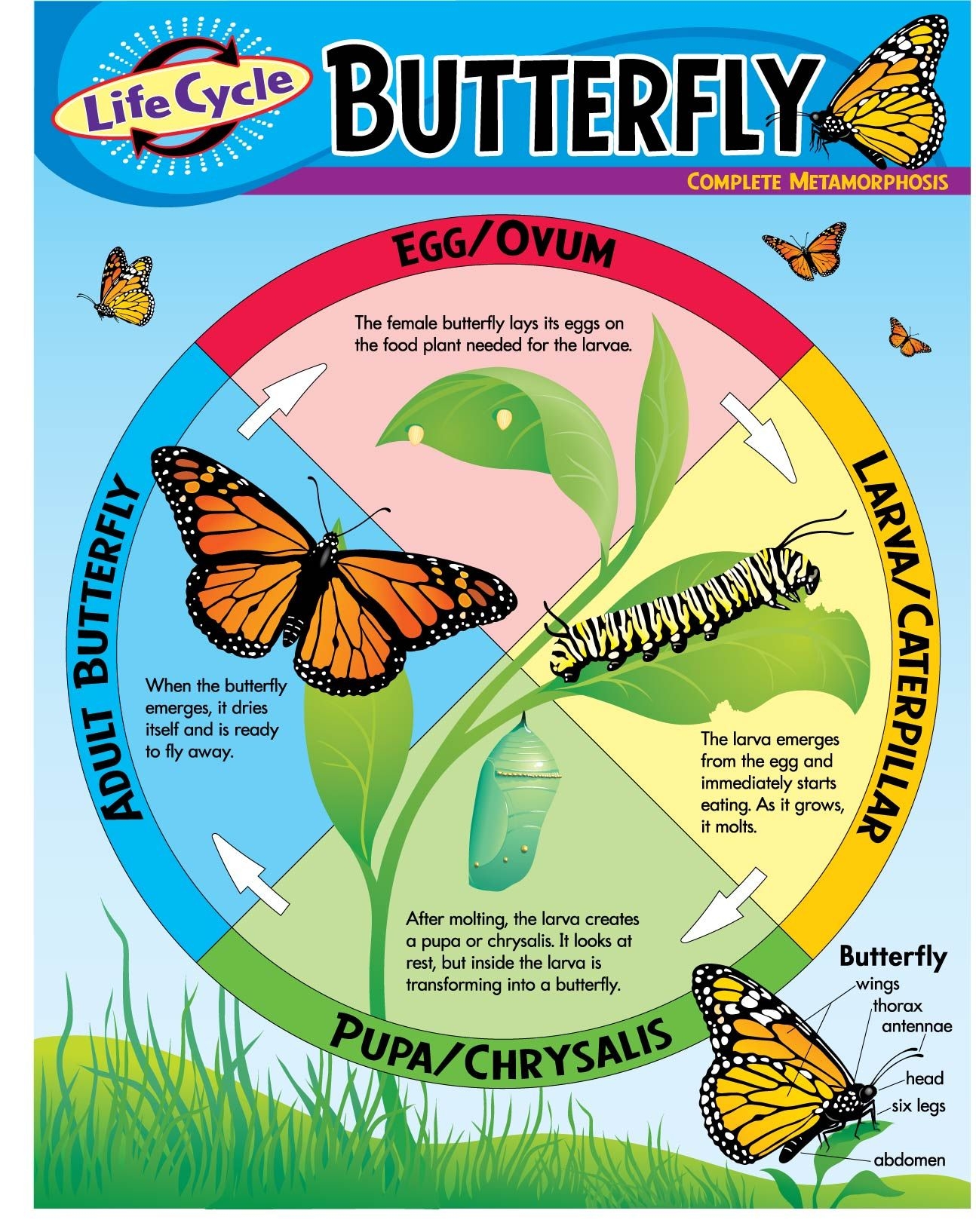 Butterflies Life Cycle Worksheet