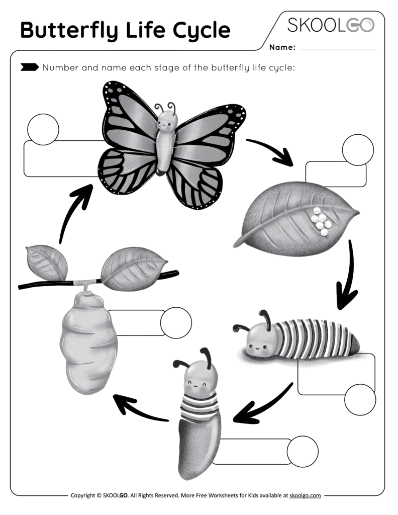 butterflies life cycle worksheet