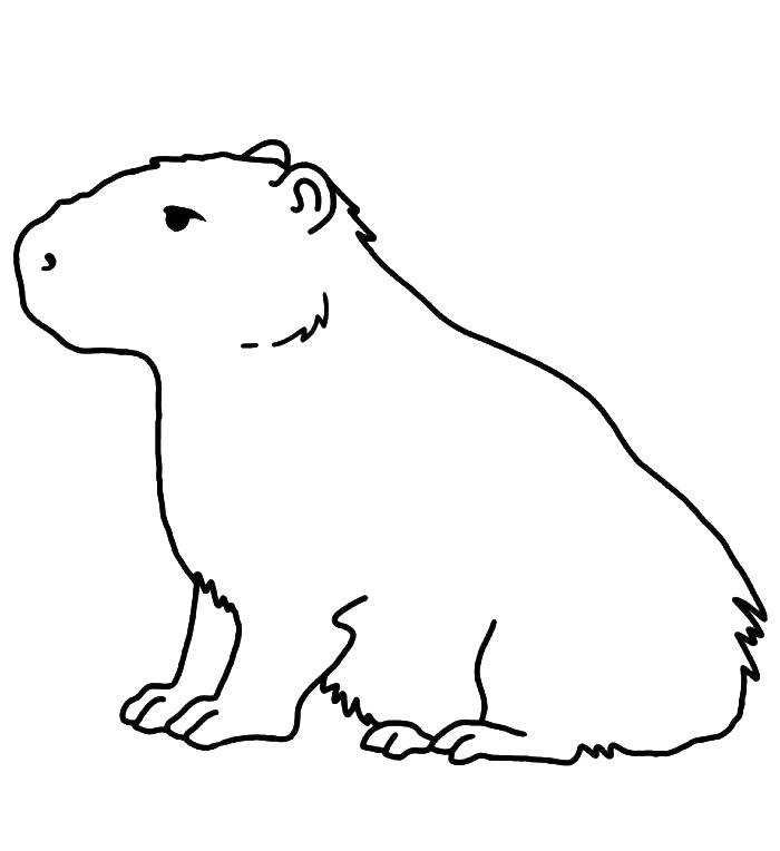 Capybara Coloring Pages Free Printable PDF 