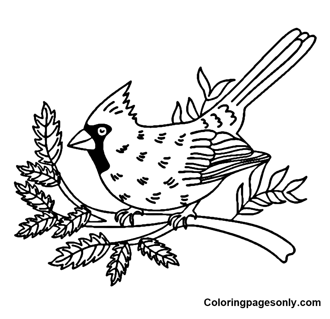 Cardinal Coloring Page