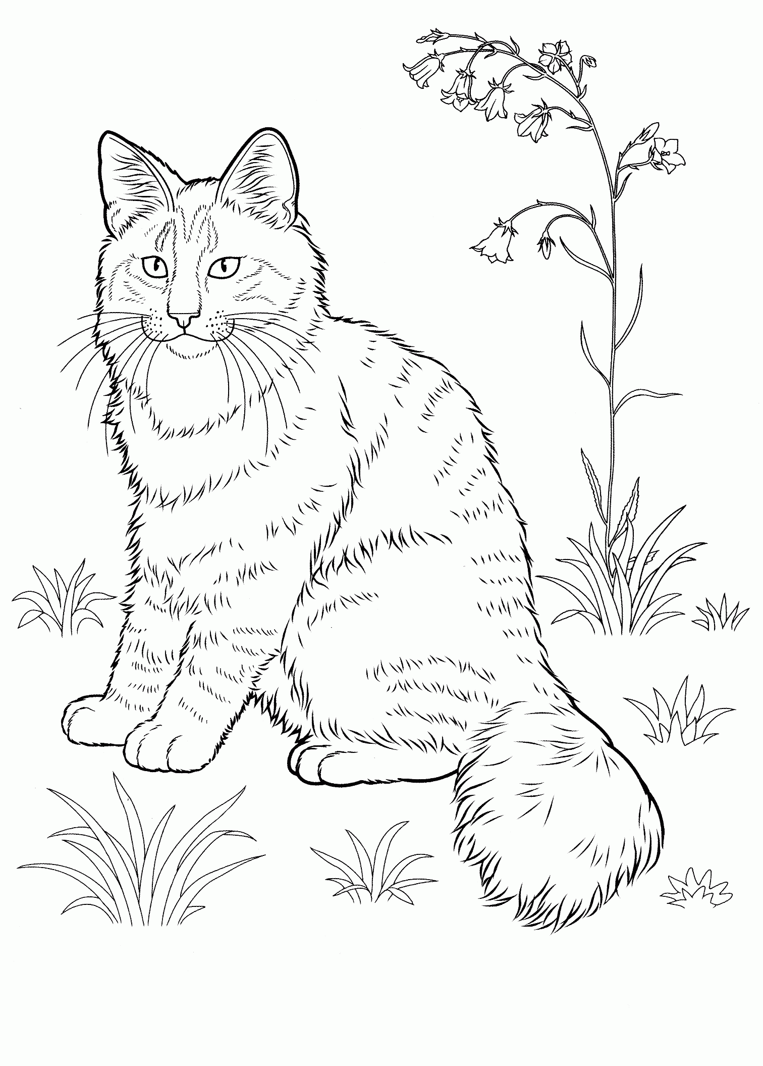 Cat Coloring Pages For Adults