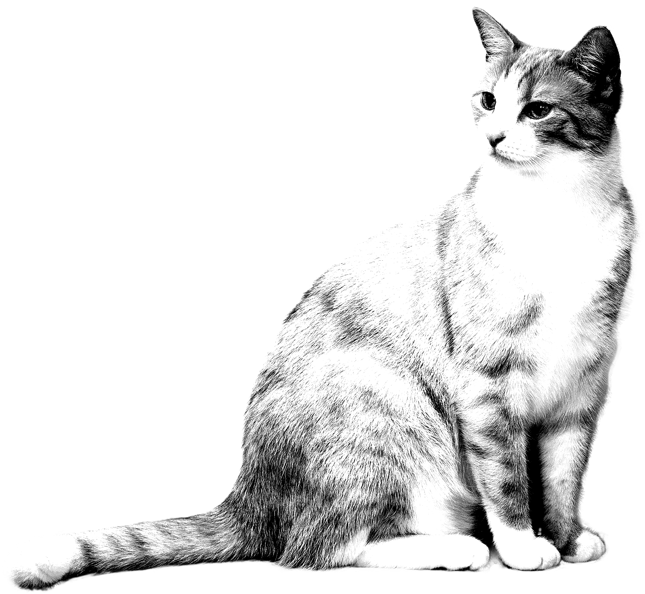 Cat Coloring Pages Realistic