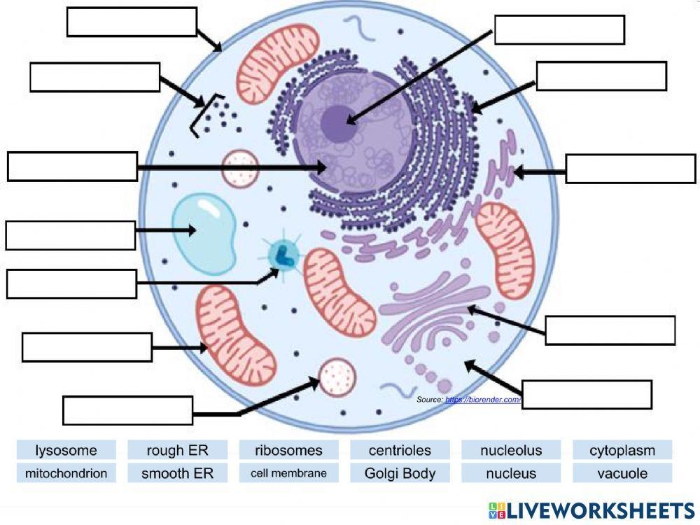 cell worksheet