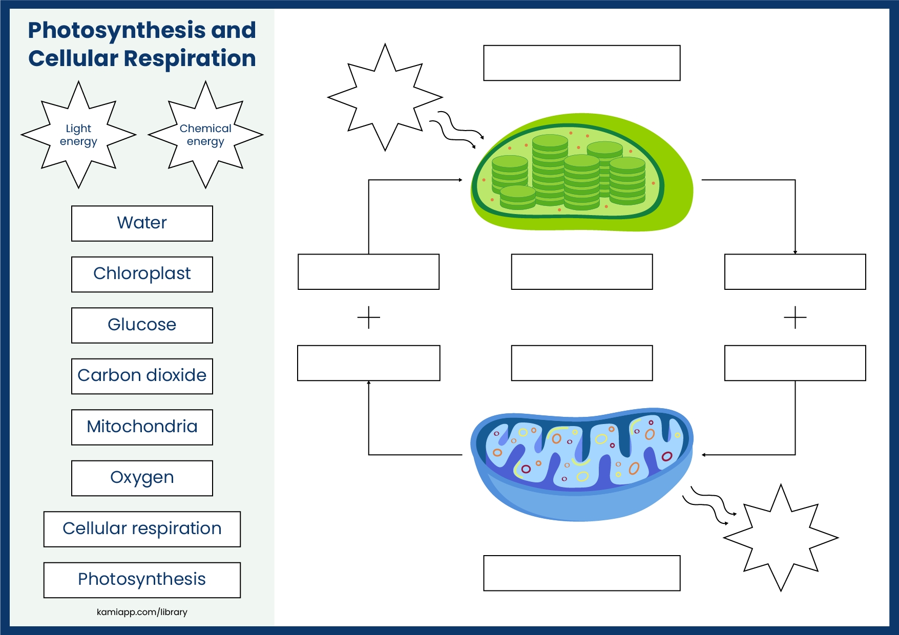 Cellular Respiration Practice Worksheet Live Worksheets Worksheets 