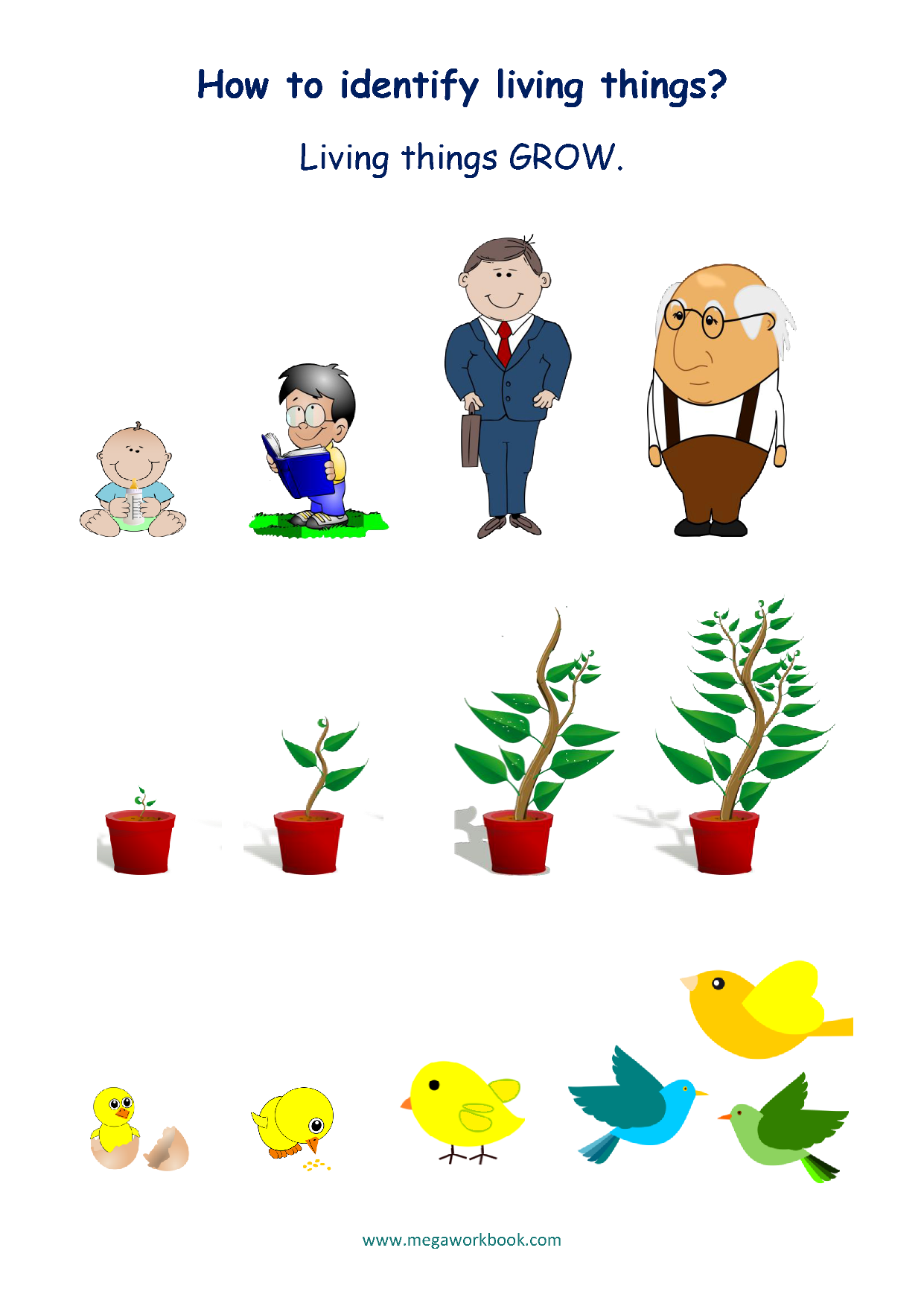 characteristics of living things worksheet