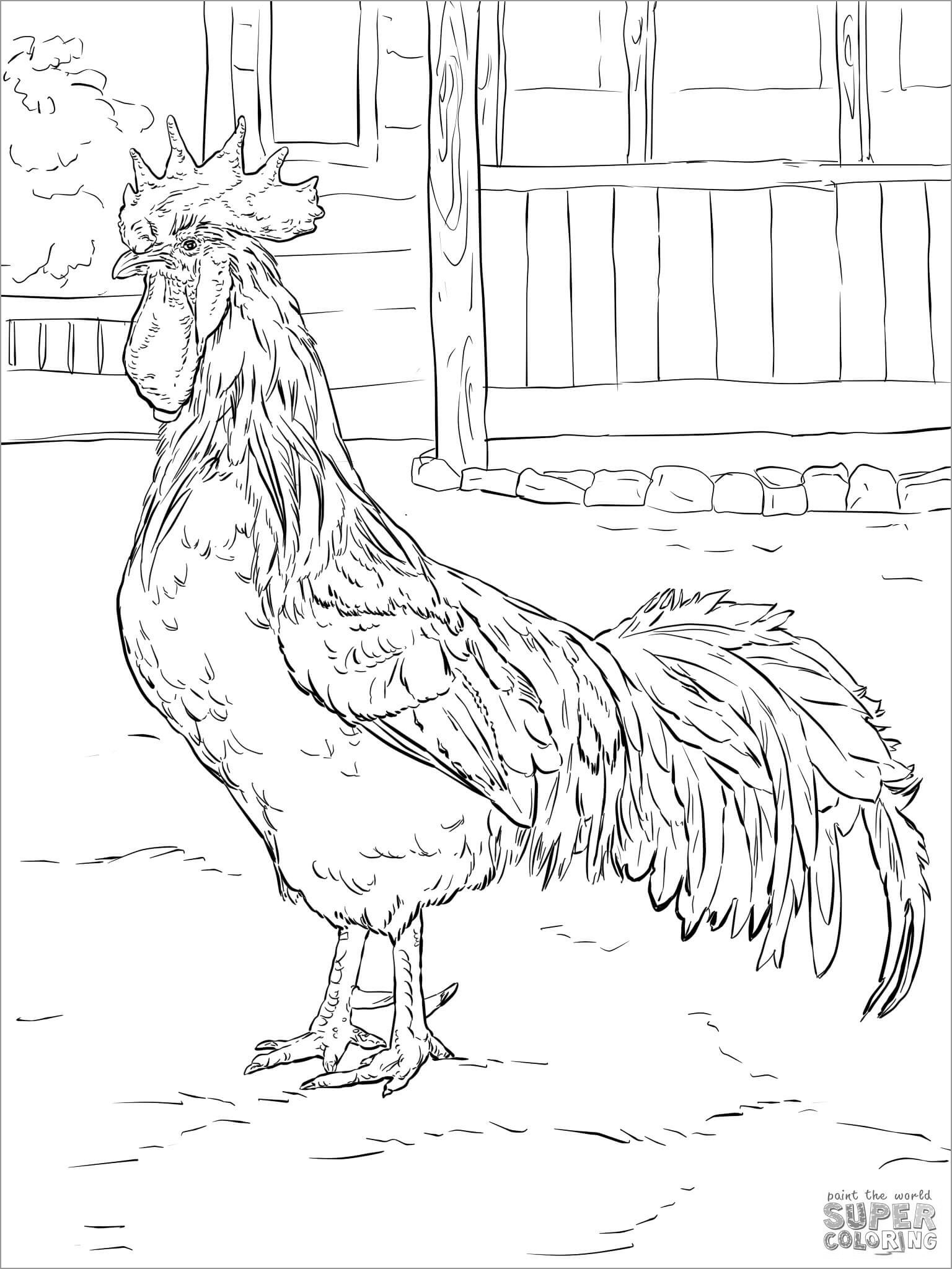 Chicken Coloring Pages ColoringBay