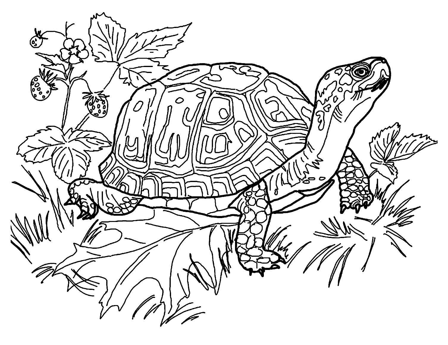 Collection Of Turtle Coloring Pages Free Printable