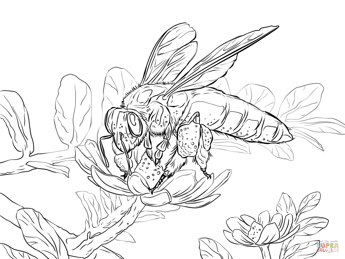 Coloring Pages Of Honey Bees Coloring Home