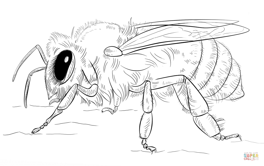 Bees Coloring Pages