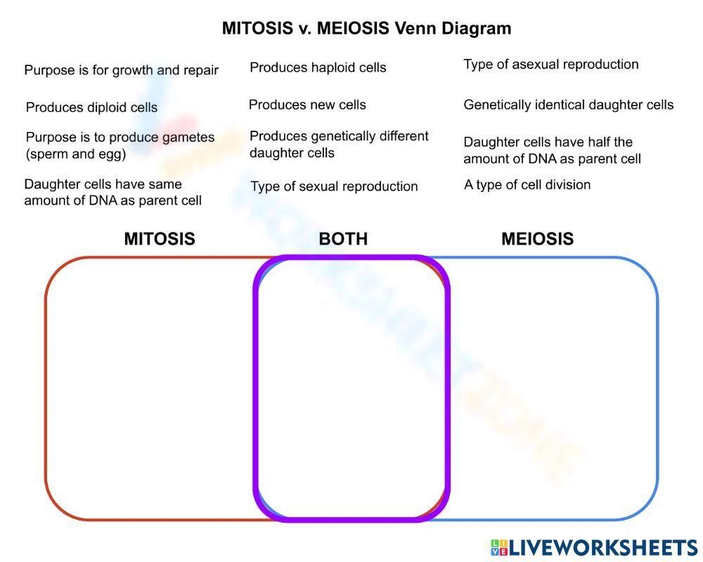 Comparing Mitosis And Meiosis Laney Lee Worksheets Library