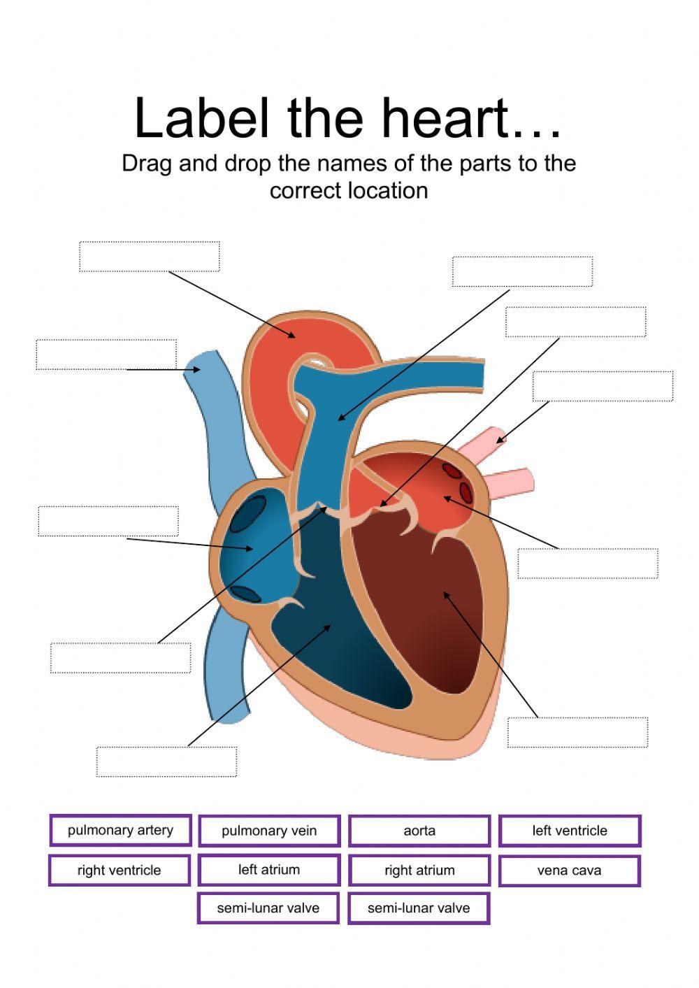 heart worksheet