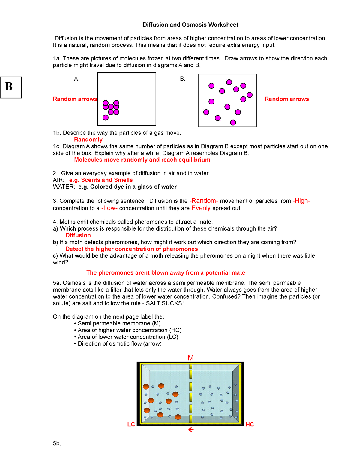 Diffusion And Osmosis Worksheet KEY 08 2 Diffusion And Osmosis 