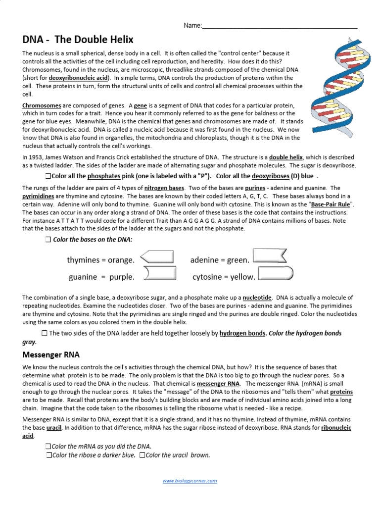 DNA Coloring PDF Dna Rna Worksheets Library
