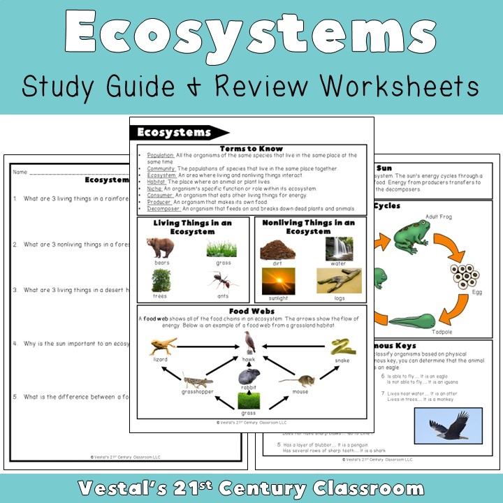 Draw The Ocean Ecosystem Worksheet teacher Made Twinkl Worksheets