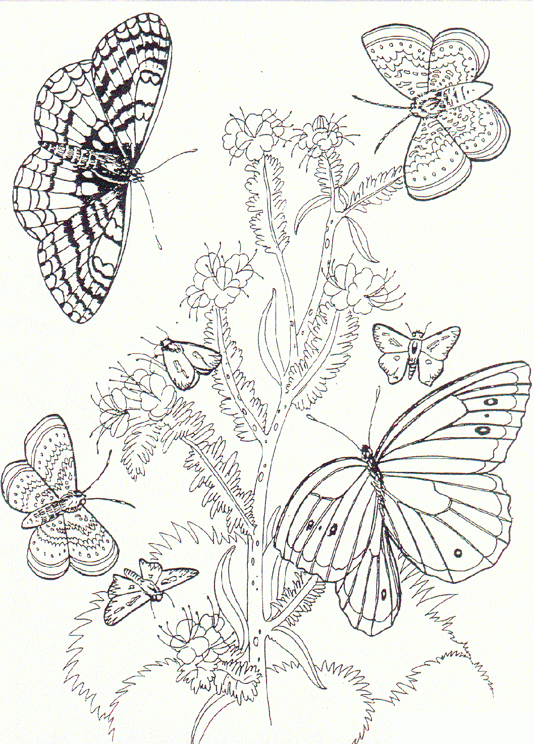 Coloring Pages Flowers Butterflies