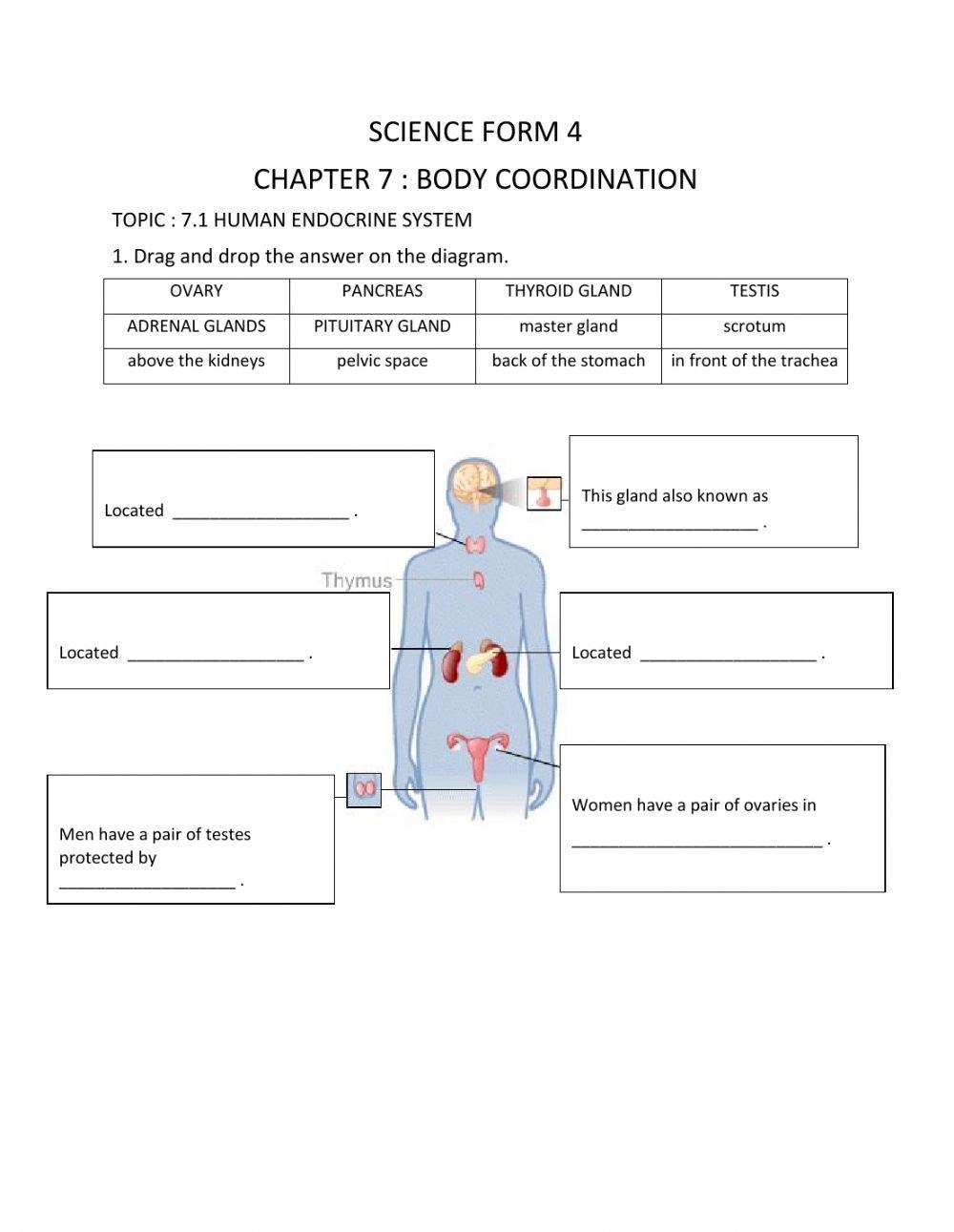 endocrine system worksheet