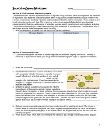 Endocrine System Worksheet PDF Free Download PRINTABLE