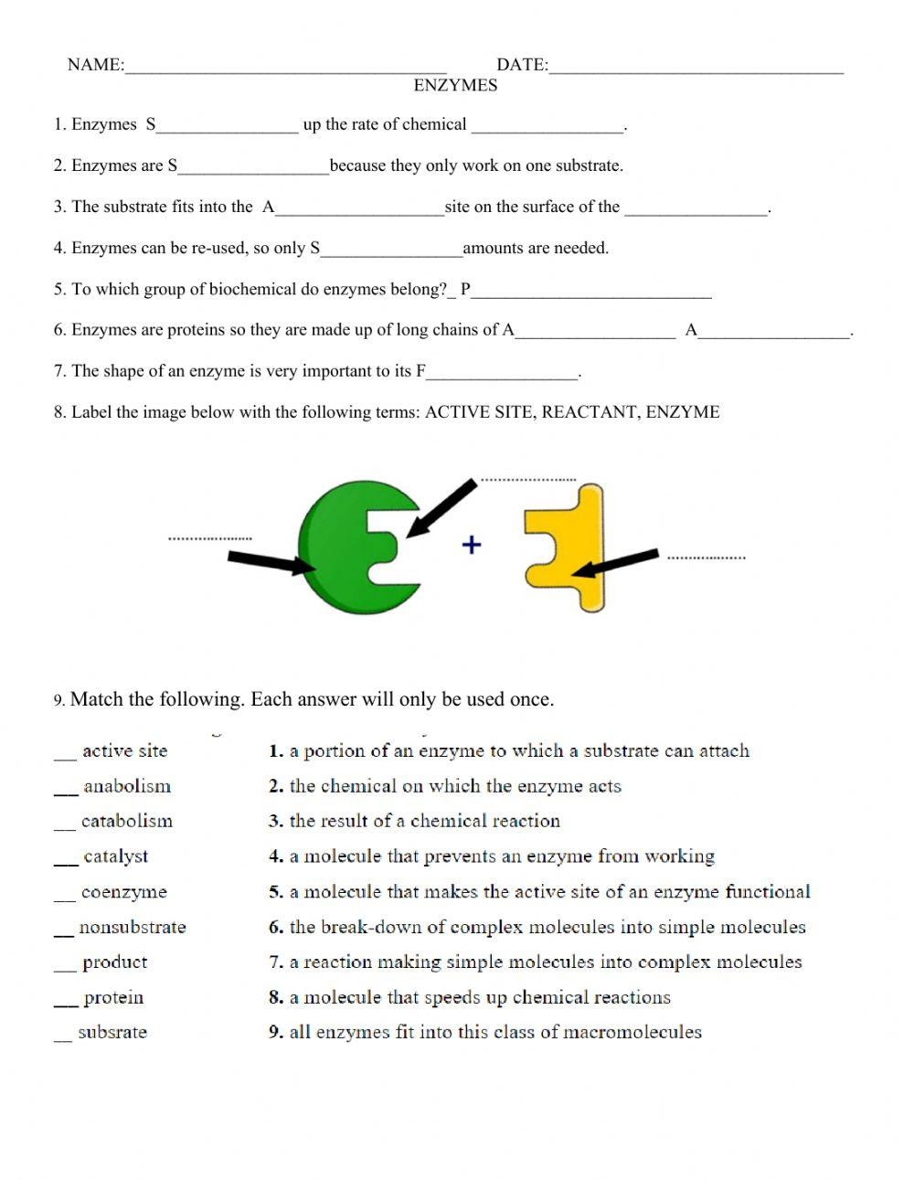Enzymes Worksheet How Temperature Affects Activity PDF Worksheets 
