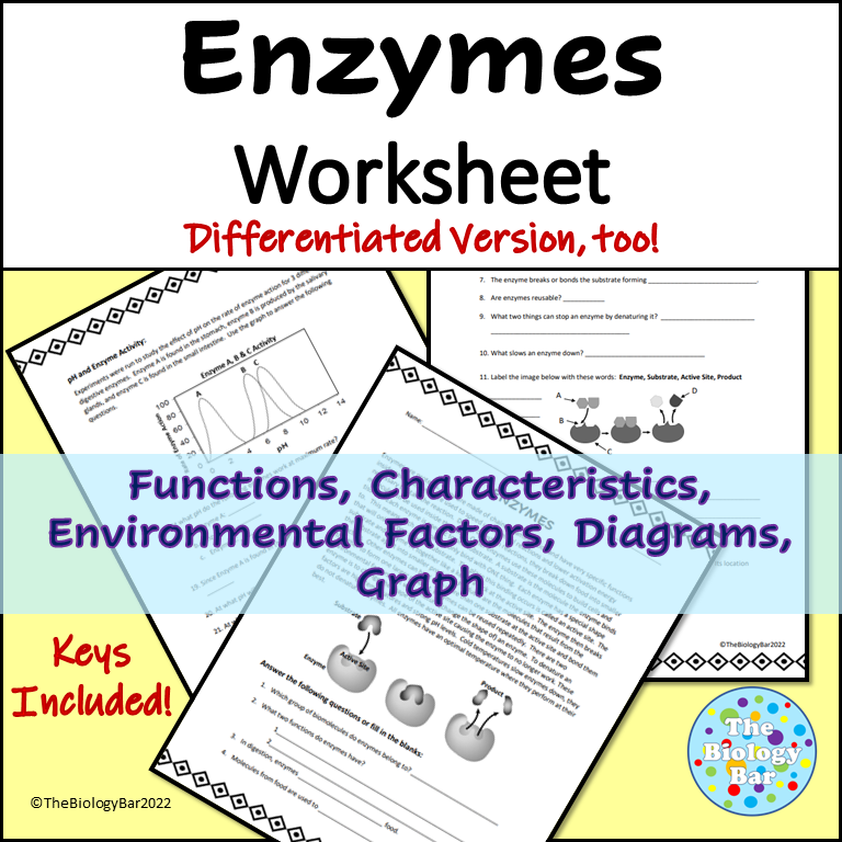 Enzymes Worksheet How Temperature Affects Activity PDF Worksheets 