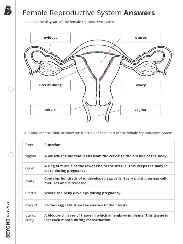 printable worksheet female reproductive system