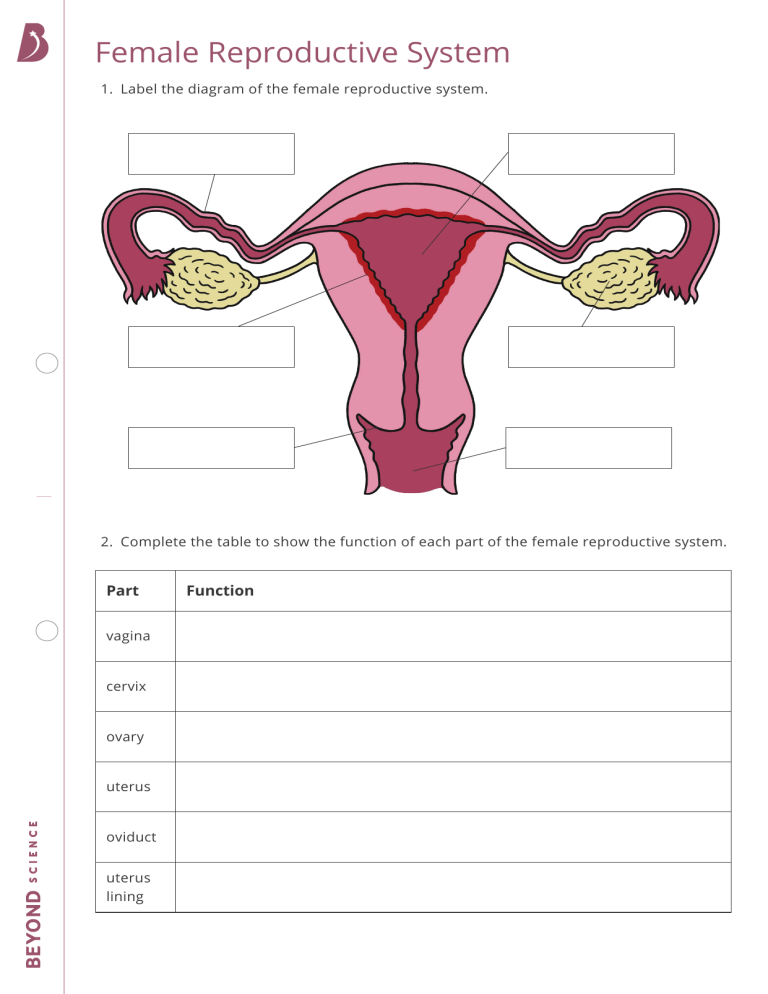 Female Reproductive System Worksheet