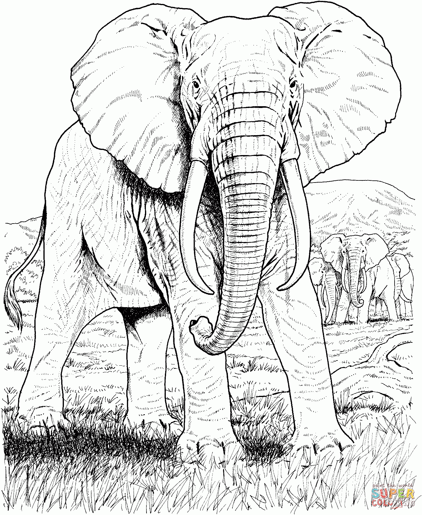free color pages animals