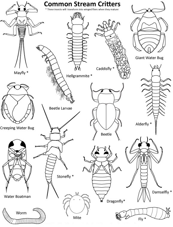 Free Coloring Pages Insects Coloring Book