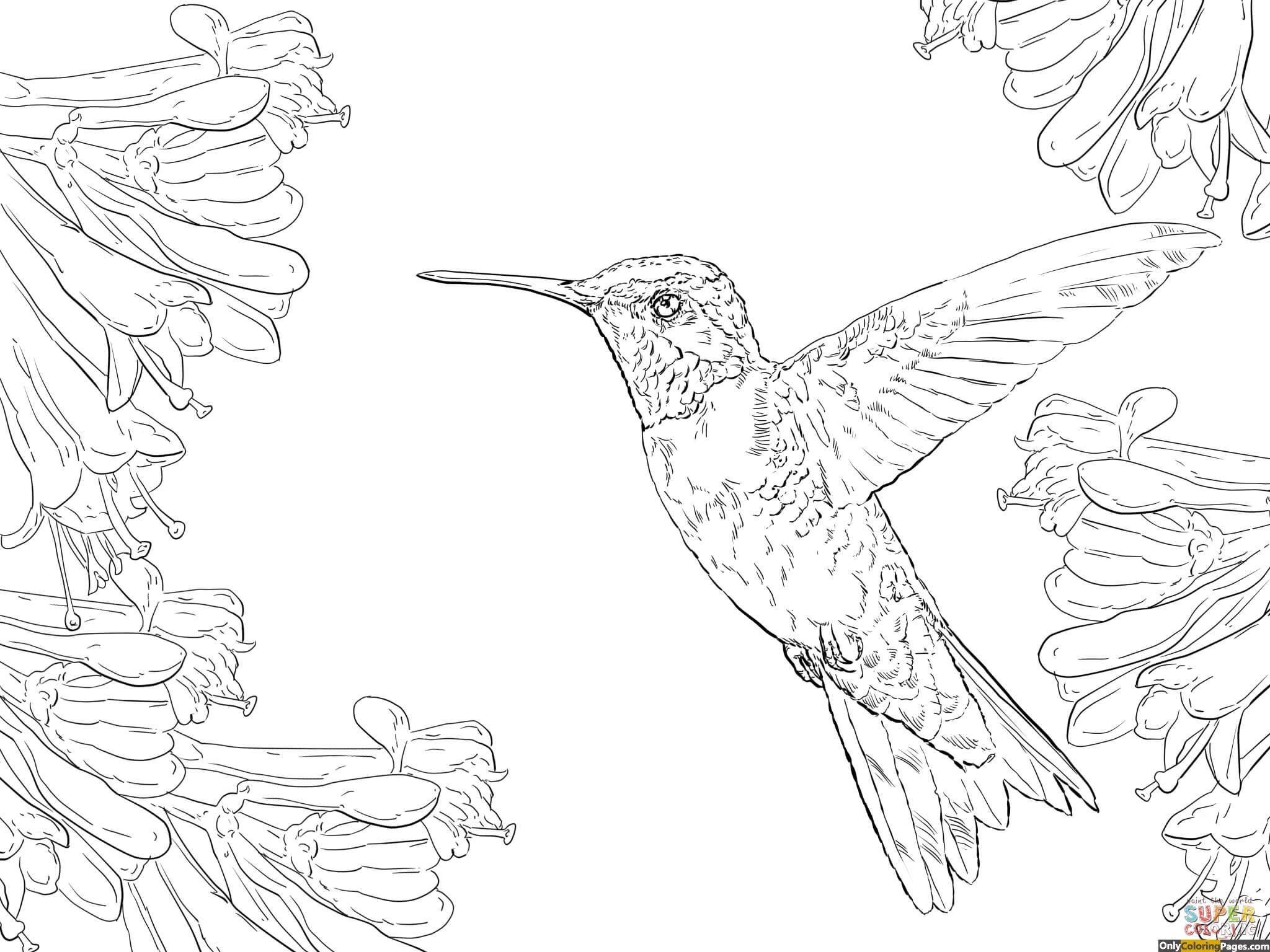 printable hummingbird pictures