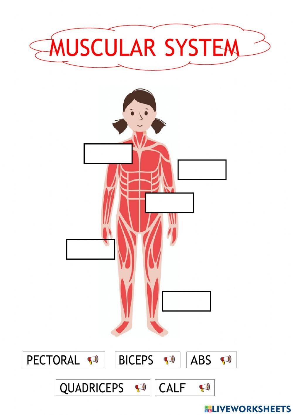 Free Printable Muscular System Worksheet Kiddoworksheets Worksheets 