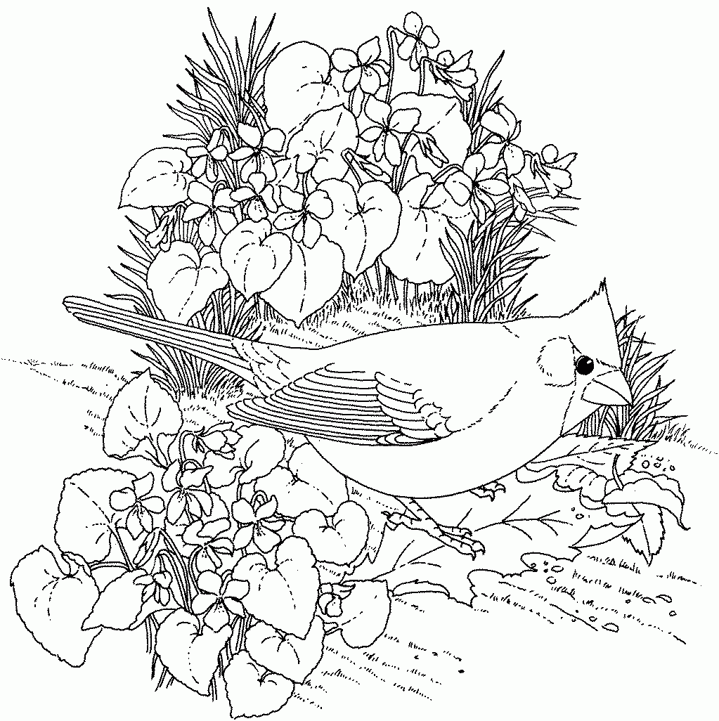 Adult Printable Coloring Pages