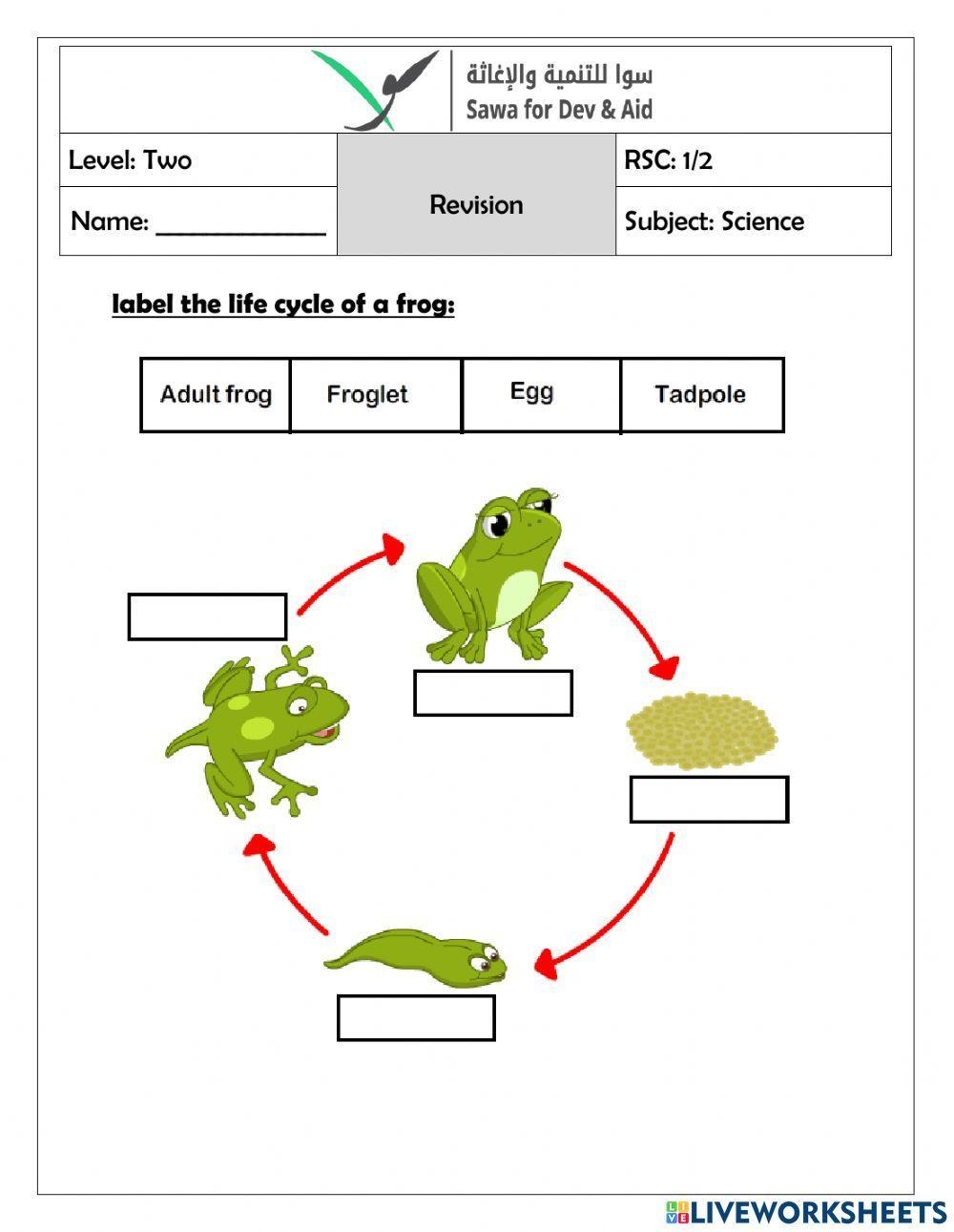 Frog Life Cycle Flashcards Worksheet Digital Worksheets Library